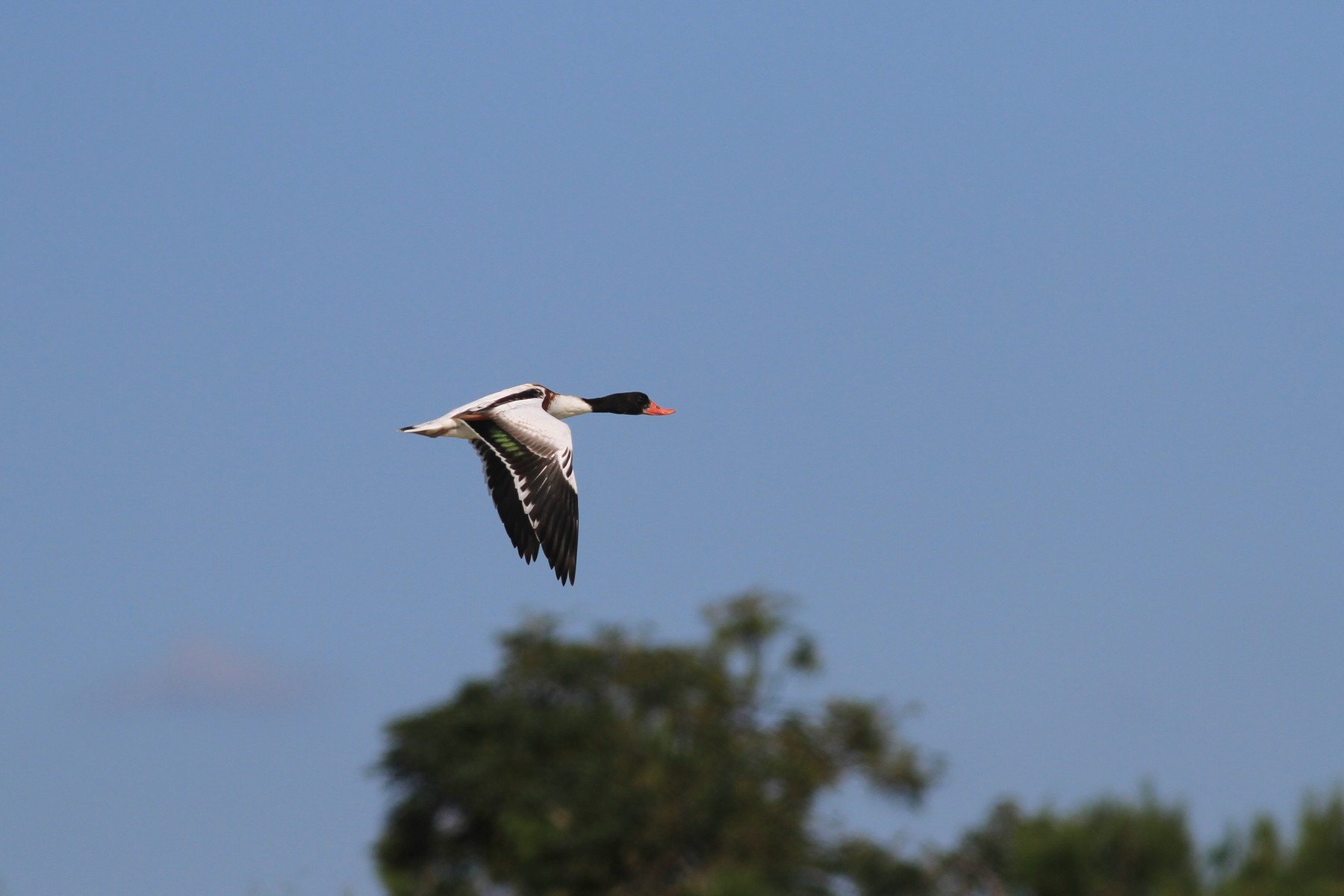 Ad ali spiegate, il sogno di Icaro.
